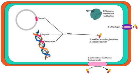 Antibiotic Resistance in Proteus mirabilis: Mechanism, Status, and ...