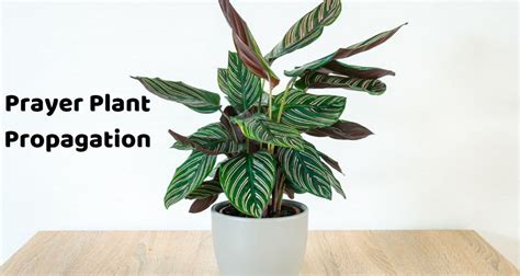 Prayer Plant Propagation [4 Methods] - HousePlantsInfo.com