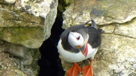 Petition · stop puffin hunting in Iceland - Iceland · Change.org