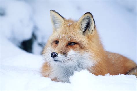 Download Snow Winter Animal Fox HD Wallpaper