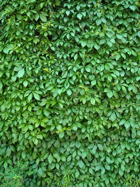 Free picture: ivy, plant