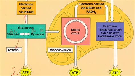 Where does cellular respiration get glucose - schoolslasopa