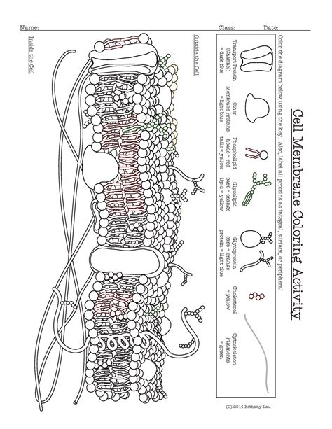 Cell Membrane Coloring Worksheet Answer Key | Biology Junction