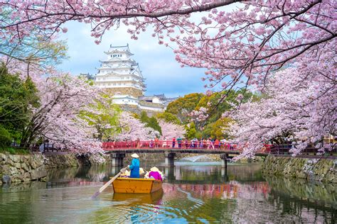 Why Kyoto's cherry blossoms have bloomed unusually early