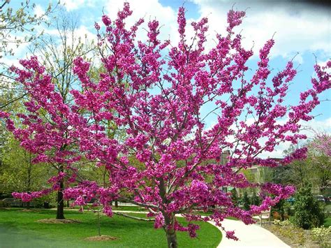 The Eastern Redbud | Tulsa, OK State Tree | Trees By Jake