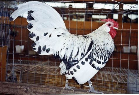 Silver Spangled Hamburg - Silver Spangled Hamburg - Chicks for Sale ...