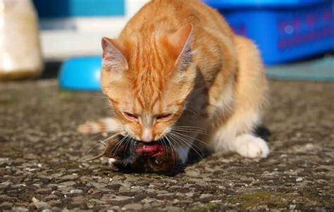 Do Cats Kill Rats? (The Truth Will Surprise You) - DIY Pest Control Guide