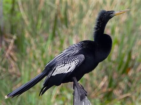 15 Black Birds with White Spots - Sonoma Birding