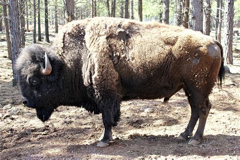 Bearizona Wildlife Park | Tonya Staab