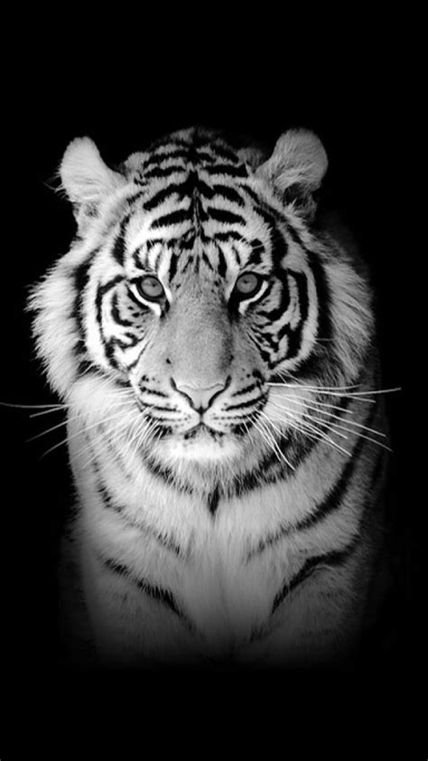 White Tiger, hszh, sdhetjh, HD phone wallpaper | Peakpx