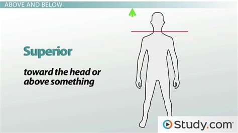 Posterior Anatomy Definition - Anatomy Book