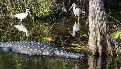 Guide to Visiting Everglades National Park