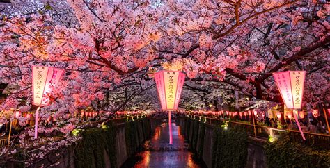 Cherry Blossom Festival Tokyo 2025 - Bili Juliann