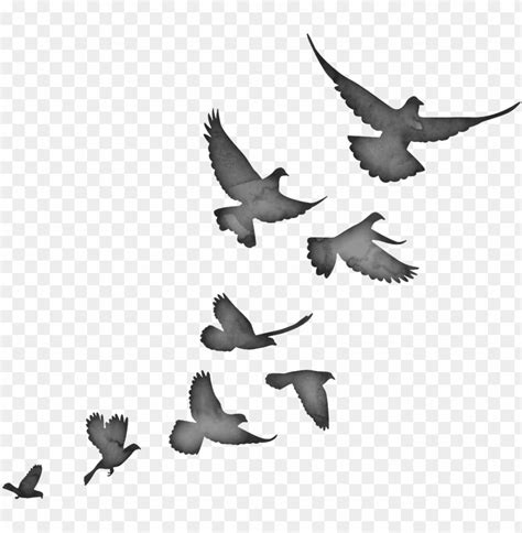 birds flying silhouette PNG image with transparent background | TOPpng