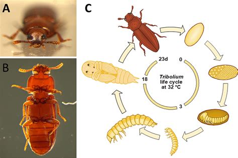 The life cycle of T. castaneum. A Face-to-face with a wild type ...