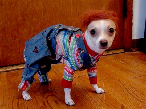 8 Dogs Dressed as Your Favorite Horror Movie Characters! - Bloody ...