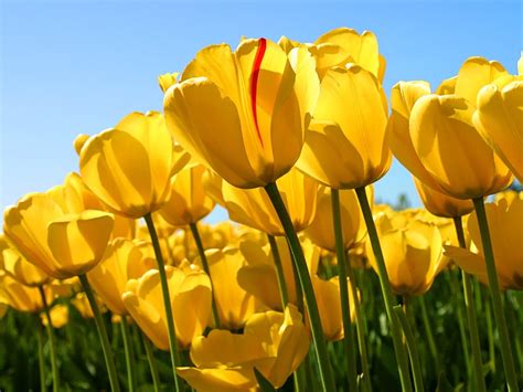 Yellow tulip, tulips, flowers, nature, yellow flowers HD wallpaper ...