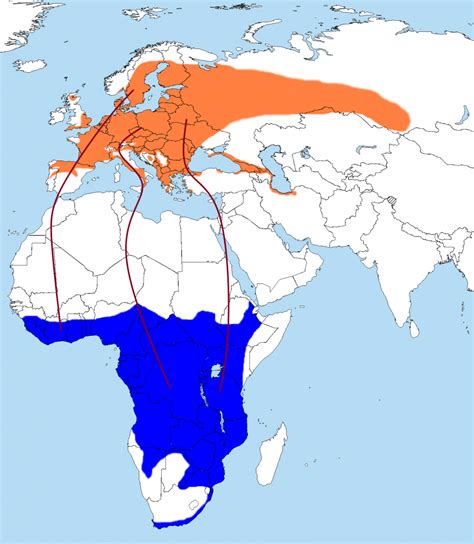 Birds Without Borders: The Great Avian Migration From Europe to Africa