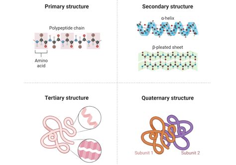 Protein Folding - Rethink Biology Notes - Biochemistry