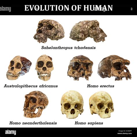 Homo Sapiens And Neanderthals Skulls Clipart