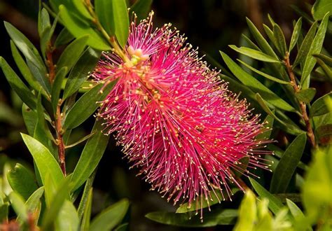 Callistemon, una planta con flores rojas muy bonitas