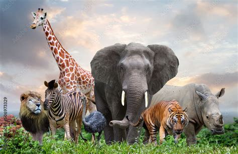 group of wildlife animals in the jungle together Stock Photo | Adobe Stock