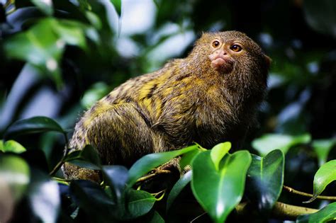 Marmoset by TriinErg on DeviantArt