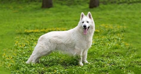 Black And White German Shepherd Mix Puppies