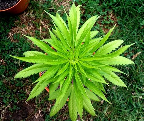 5 Easiest Strains To Grow | Stoner Things