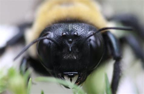 Do Carpenter Bees Sting? - Beekeeping 101