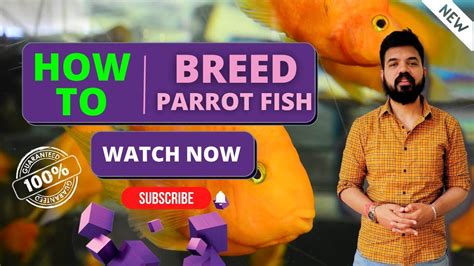 How To Breed Parrot Fish - Confirm Parrot Fish Breeding || Must Watch ...