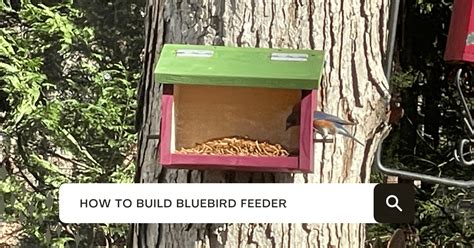 How To Build A Bluebird Feeder (Free Plans & Instructions) - Bird Informer