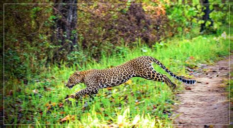 Running Leopard | Pugdundee Safaris blog