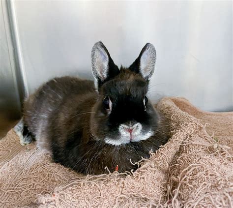 Adoptable Critters — Cheyenne Animal Shelter