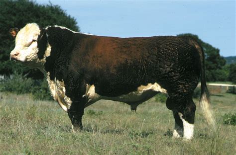 Hereford Cattle