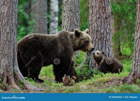 Bear with Cubs in the Forest Stock Image - Image of brown, evening ...