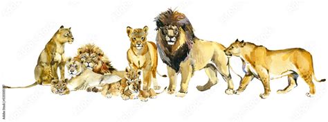 lion pride watercolor illustration. African savannah animals. realistic ...