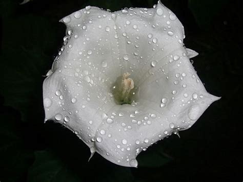 How to Grow Moonflowers: Night-Blooming Plants - Dengarden