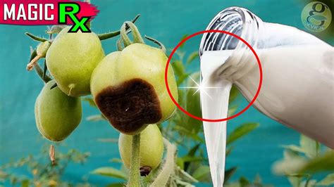 EASY TREATMENT OF Blossom End Rot (BER) in Tomato Plants – GKVKs