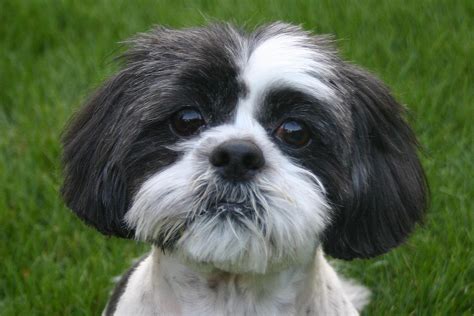 Cutie shih tzu dog wallpapers and images - wallpapers, pictures, photos