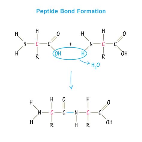 Amino acids: physical, chemical properties and peptide bond ...