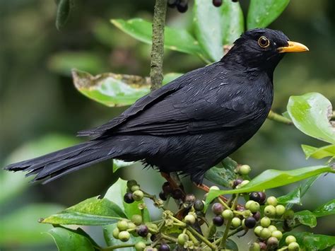 Black Thrush - eBird