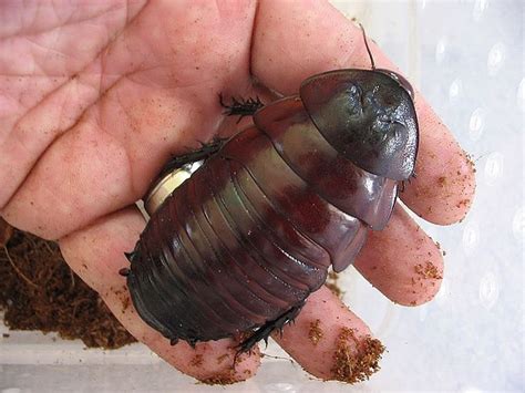 World's heaviest roach species, Macropanesthia rhinoceros | Kewl ...