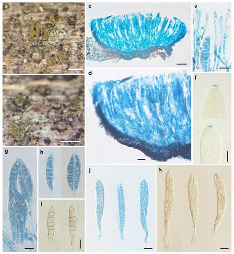 Biology | Free Full-Text | Additions to the Knowledge of the Genus ...