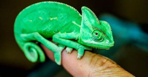 Baby Chameleon: 5 Amazing Facts & 5 Pictures - A-Z Animals