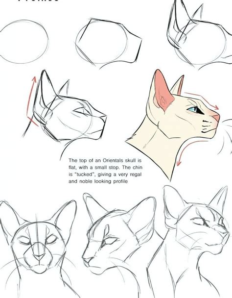 Одноклассники | Cat drawing tutorial, Cats art drawing, Sketches