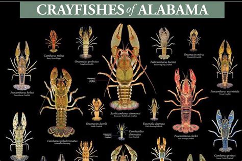 Alabama leads the nation in crayfish species; get to know some of them ...