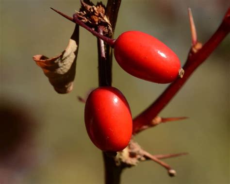 Barberry - planting, pruning, care and cute varieties