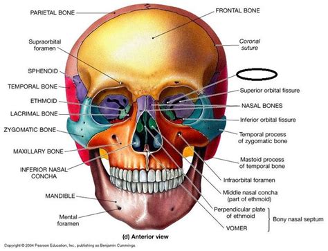 13 best skull anatomy images on Pinterest | Skull anatomy, Bones and ...