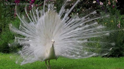 Top 999+ white peacock images – Amazing Collection white peacock images ...